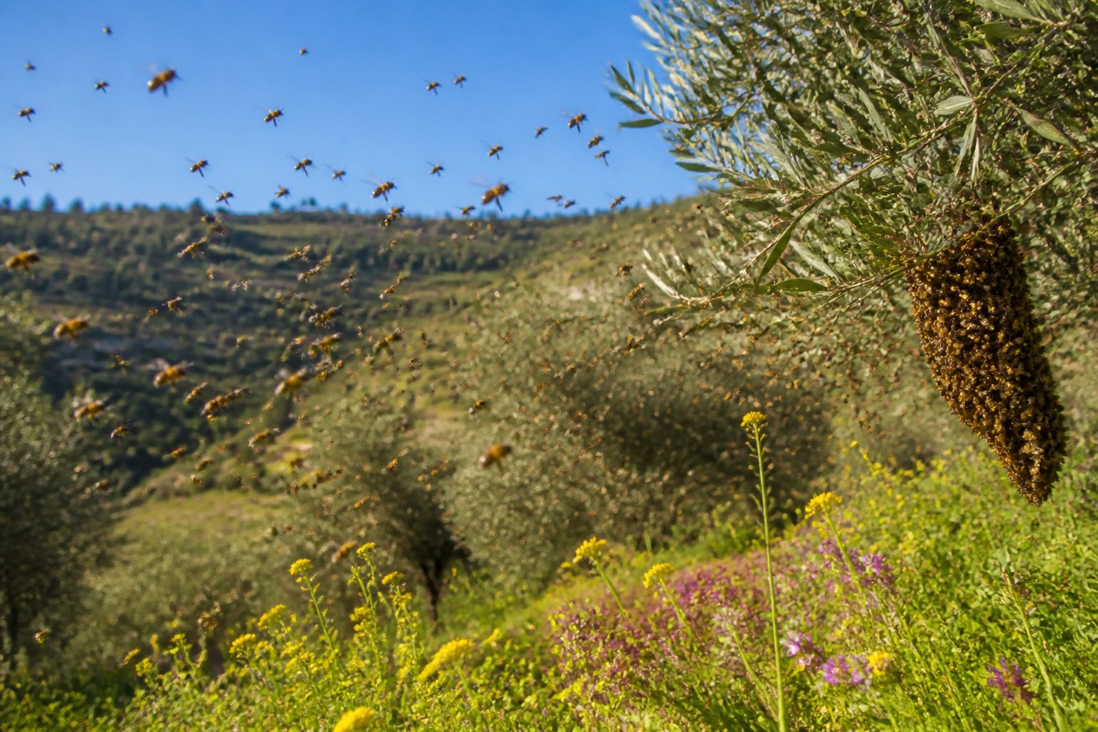 A swarm of bees flying around blooming wildflowers and trees in a sunlit outdoor landscape.