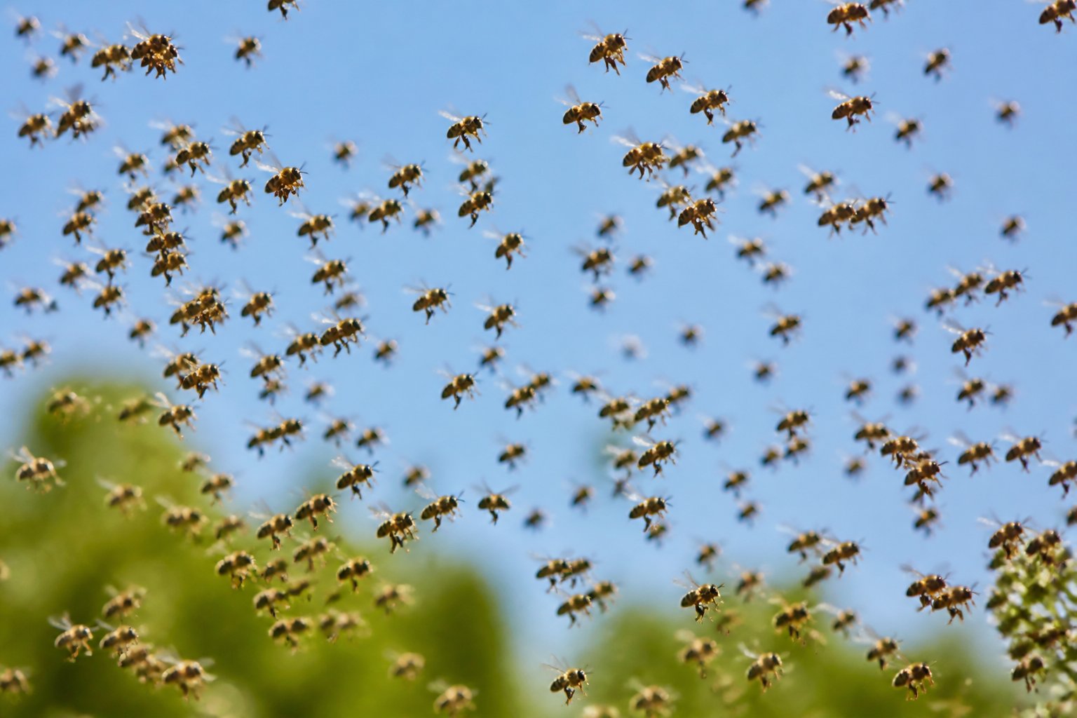 A large swarm of bees flying closely together against a clear sky with some greenery in the background.