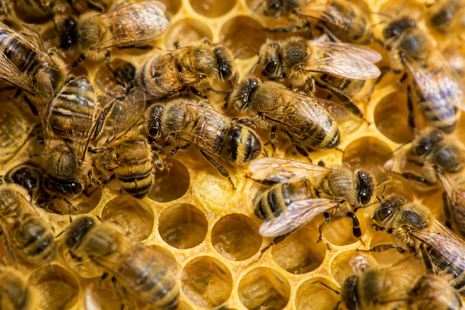 Close-up of honeybees resting and working inside a honeycomb beehive.