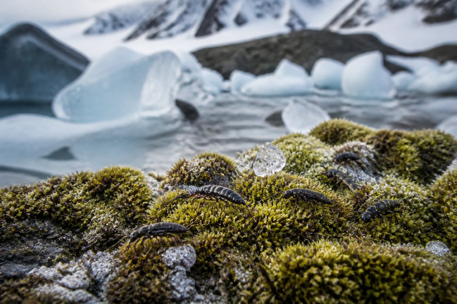 Close-up of small wingless Antarctic midge flies on moss-covered rocky ground with ice and snow in the background.
