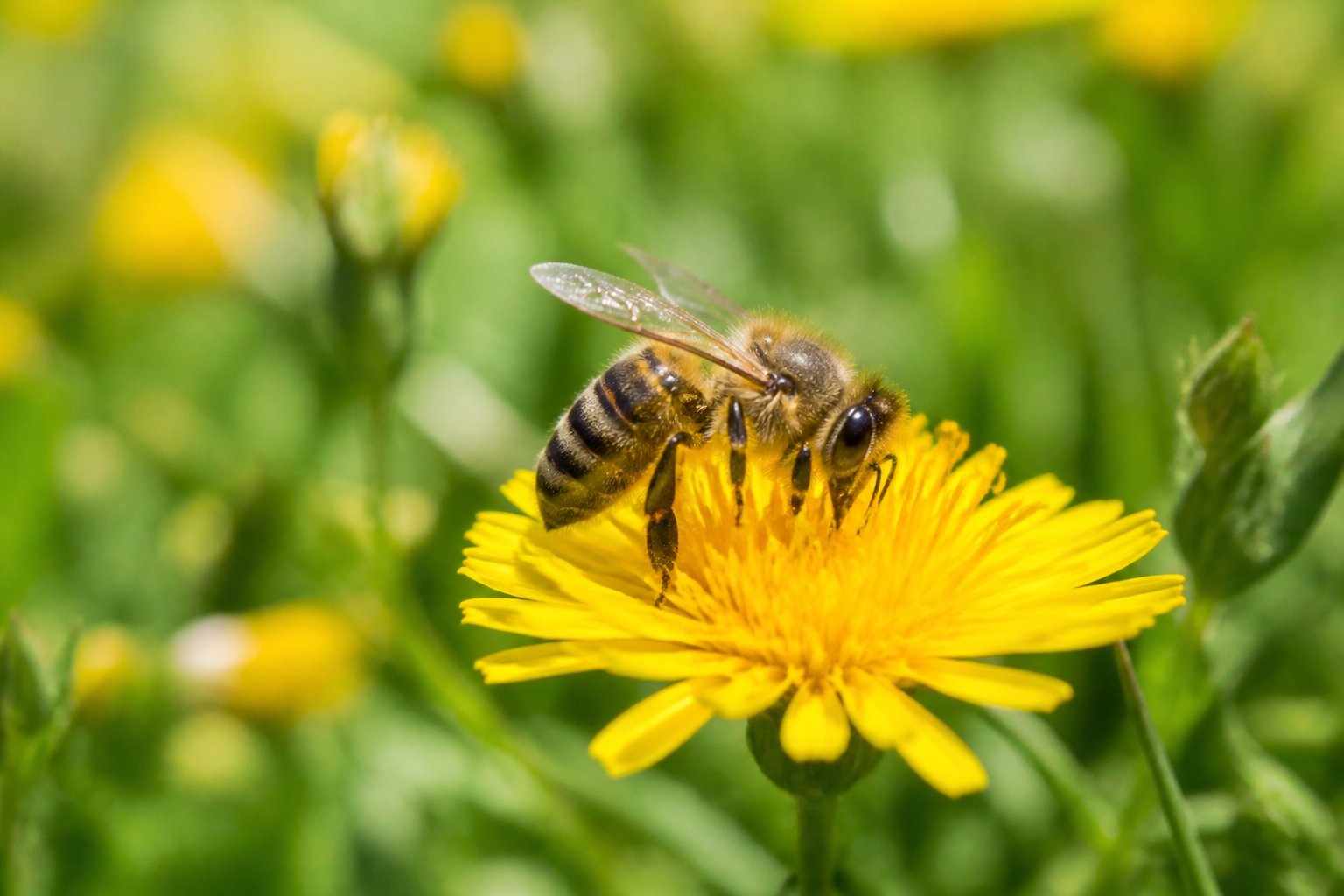 A honeybee collecting nectar from a yellow flower in a green meadow.