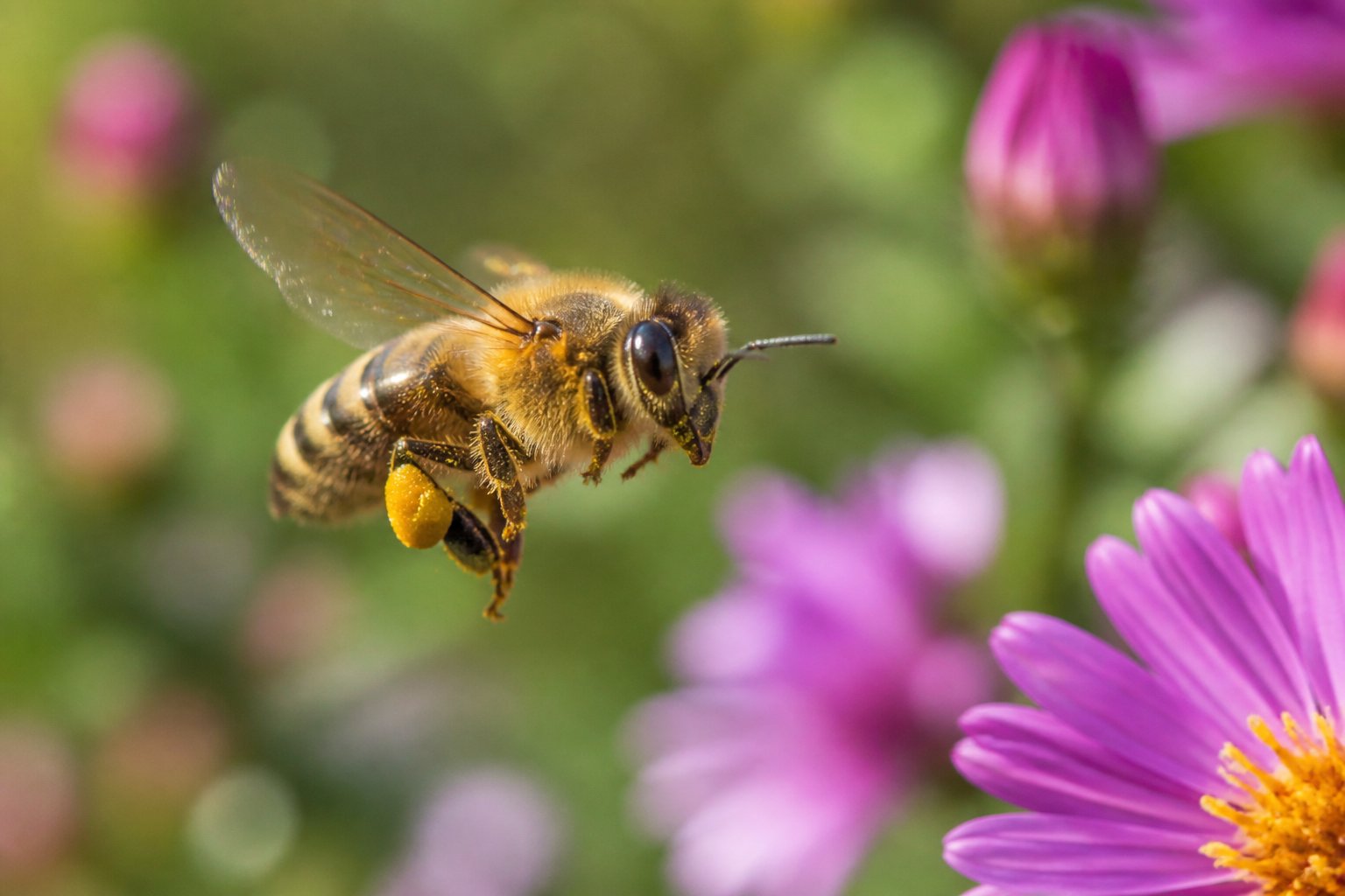 A honeybee flying near flowers with green leaves in the background.