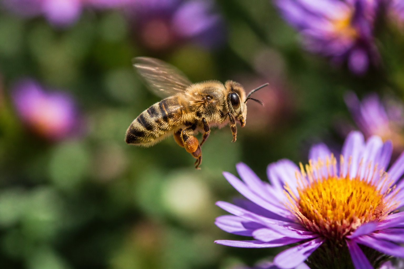 A close-up of a bee flying near a flower with blurred wings and a green background.