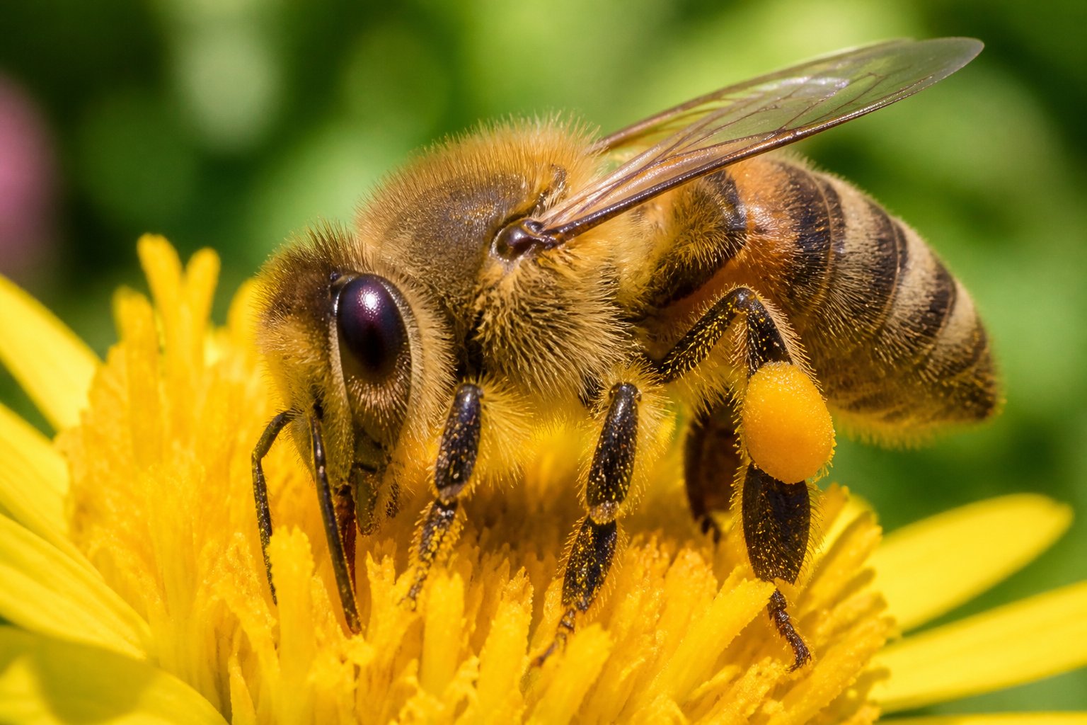 Close-up of a honeybee on a yellow flower showing its legs and joints.