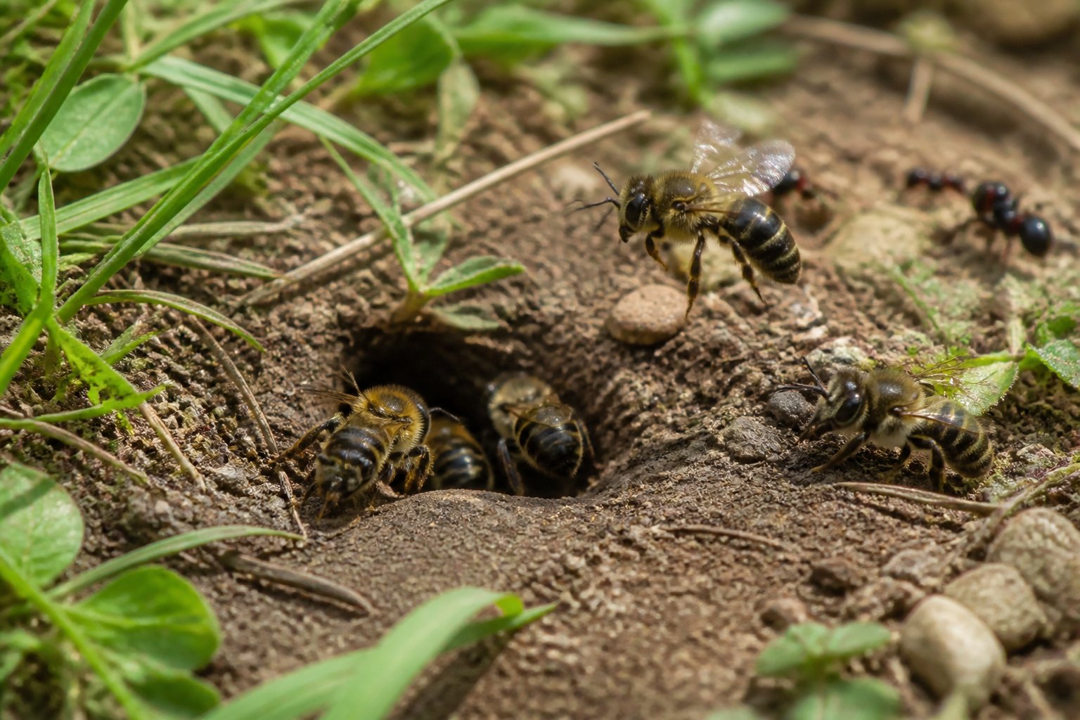 Close-up of ground bees near a hole in the soil in a garden with grass and plants, with other insects visible in the background.