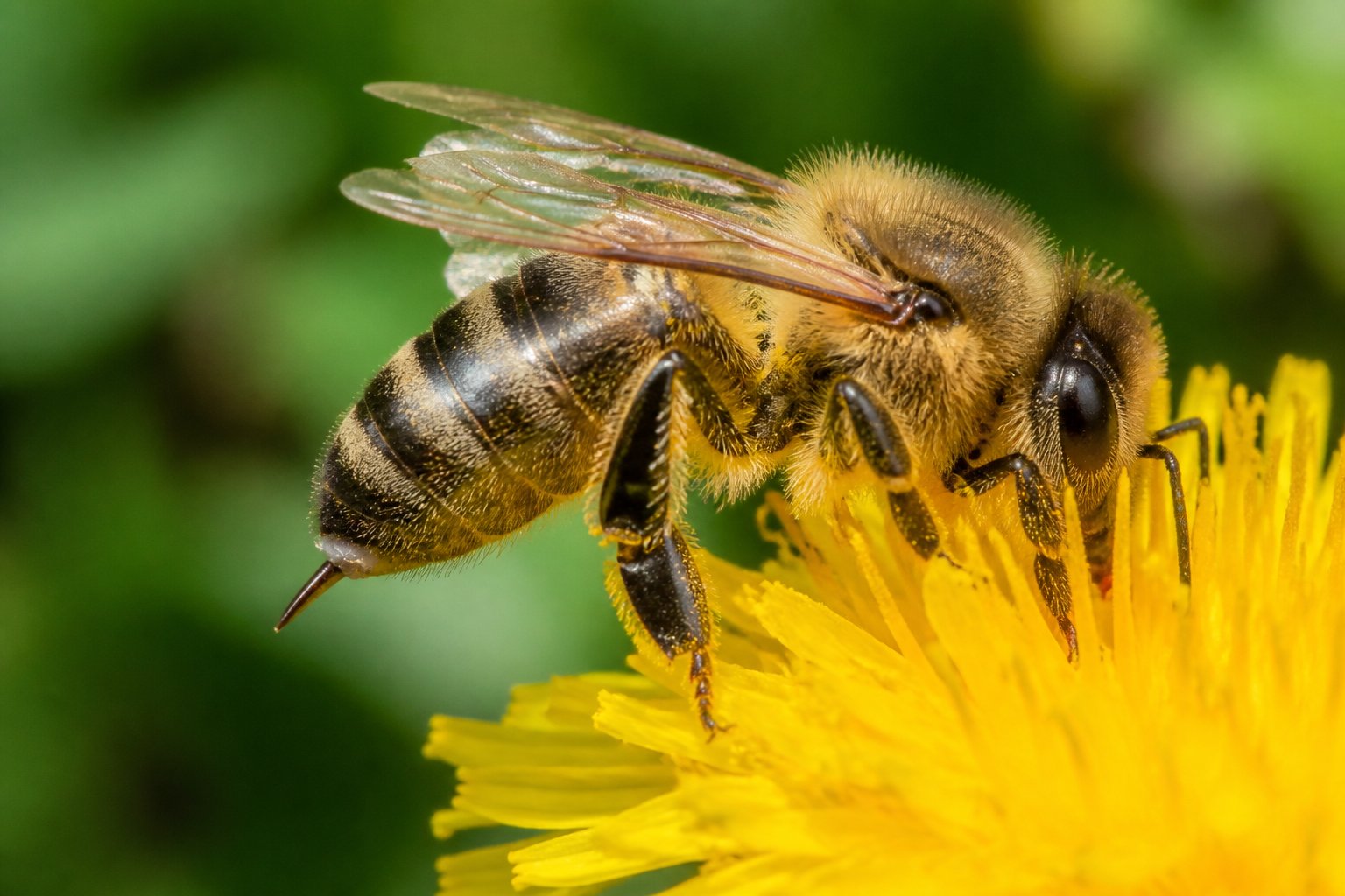 Close-up of a honeybee on a yellow flower showing its stinger and wings.