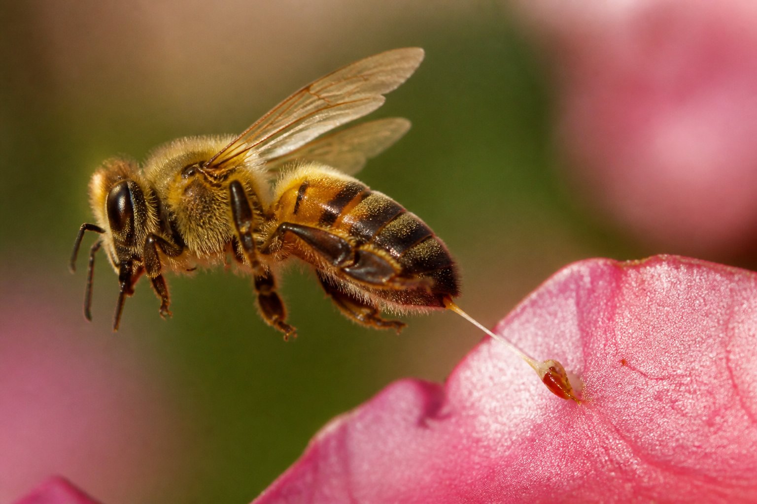 Close-up of a honey bee stinging a flower petal with its stinger embedded, wings visible, and a blurred natural background.