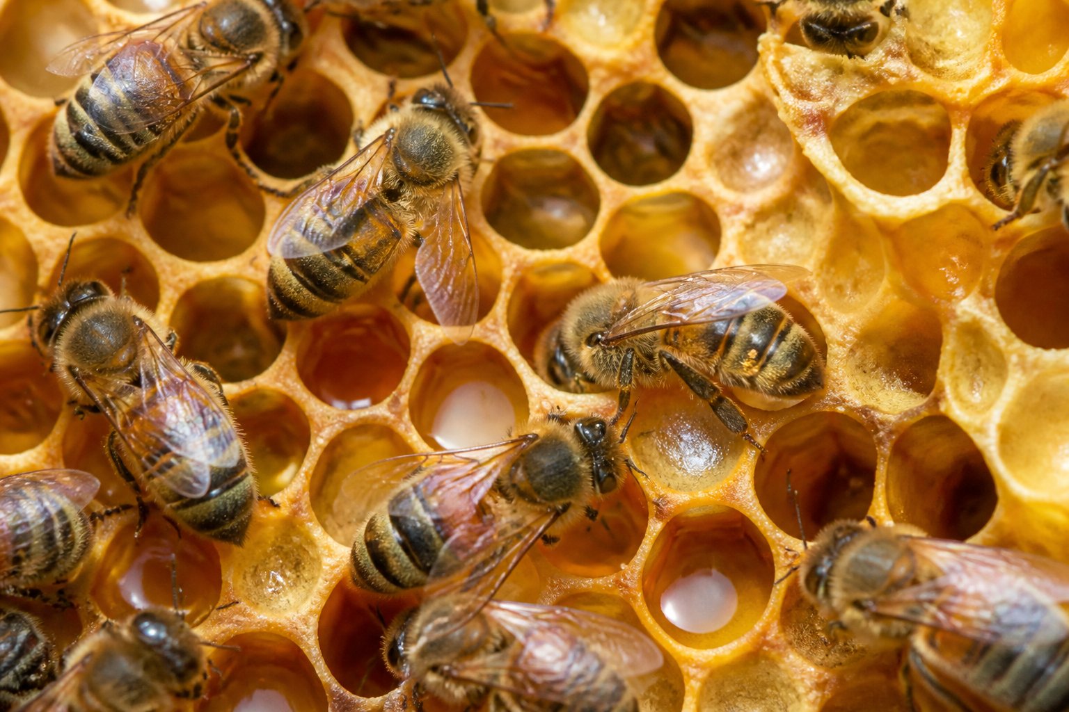 Close-up view inside a beehive with honeybees working on honeycomb cells filled with honey.