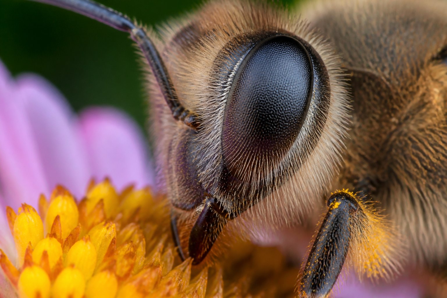 Close-up of a honeybee's compound eye with hexagonal facets while the bee is on a flower.