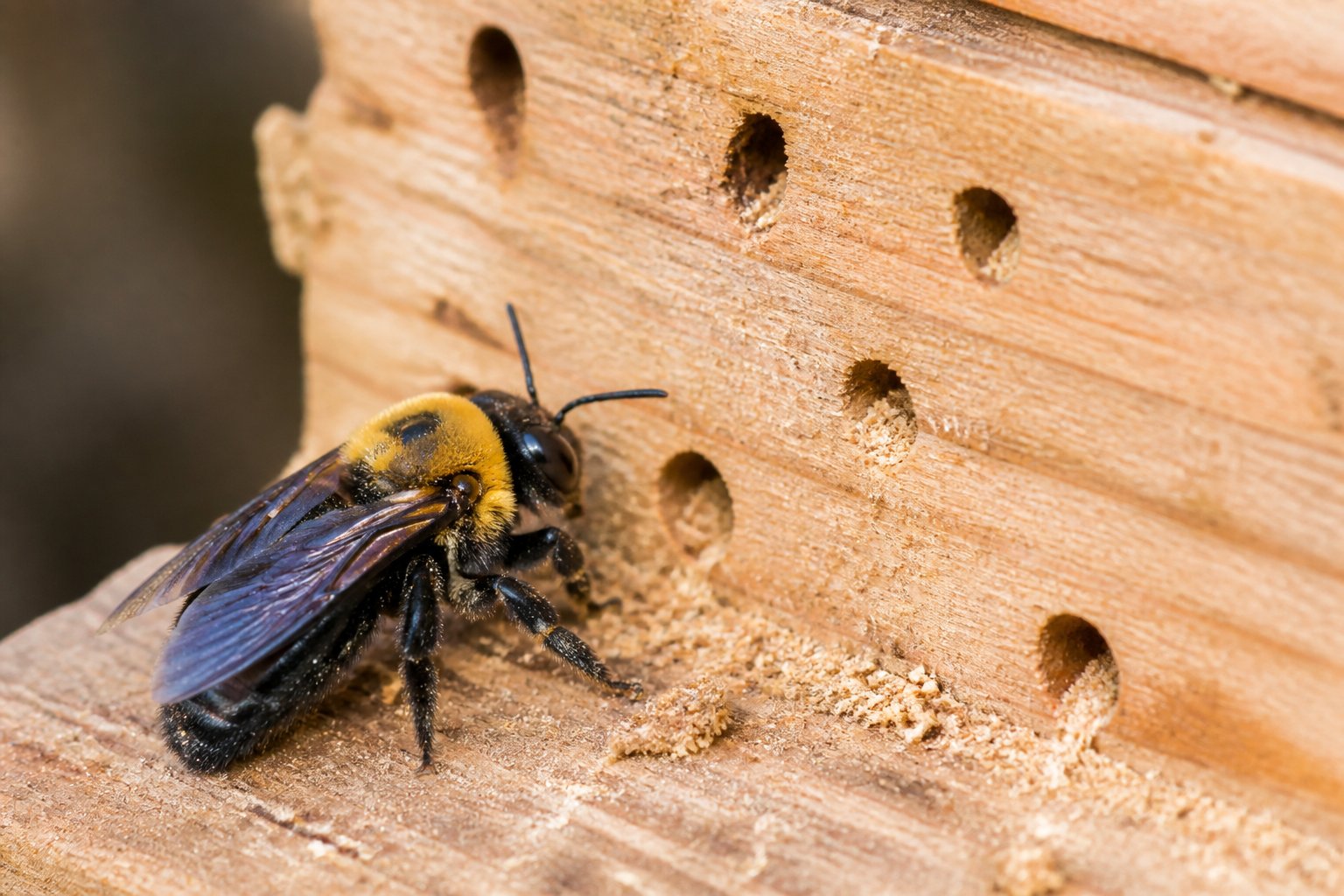 Close-up of a carpenter bee on a wooden surface with small holes and sawdust, showing insect activity in the wood.