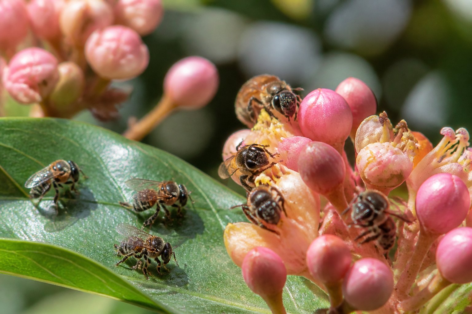Close-up of small stingless bees on green leaves and colorful flowers in a natural outdoor setting.
