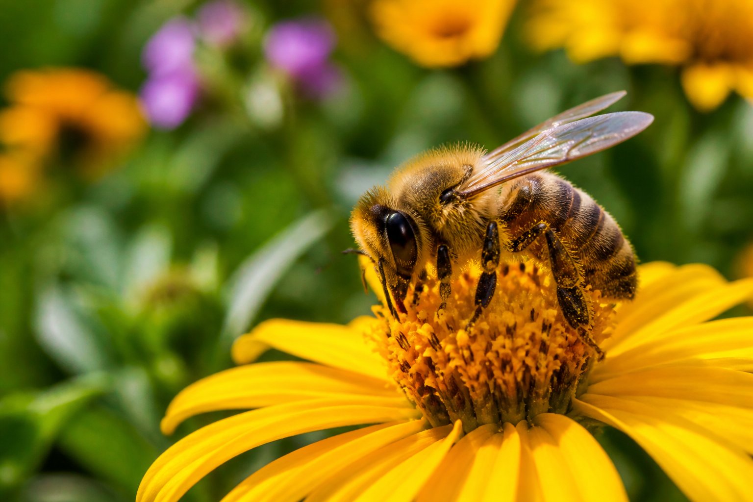 A honeybee sitting on a yellow flower with green foliage in the background.