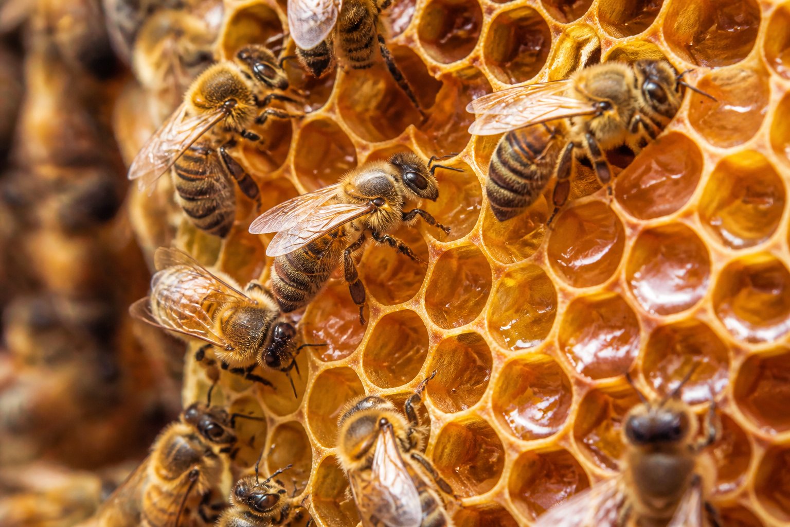 Close-up of honeybees storing honey in the hexagonal cells of a honeycomb inside a beehive.