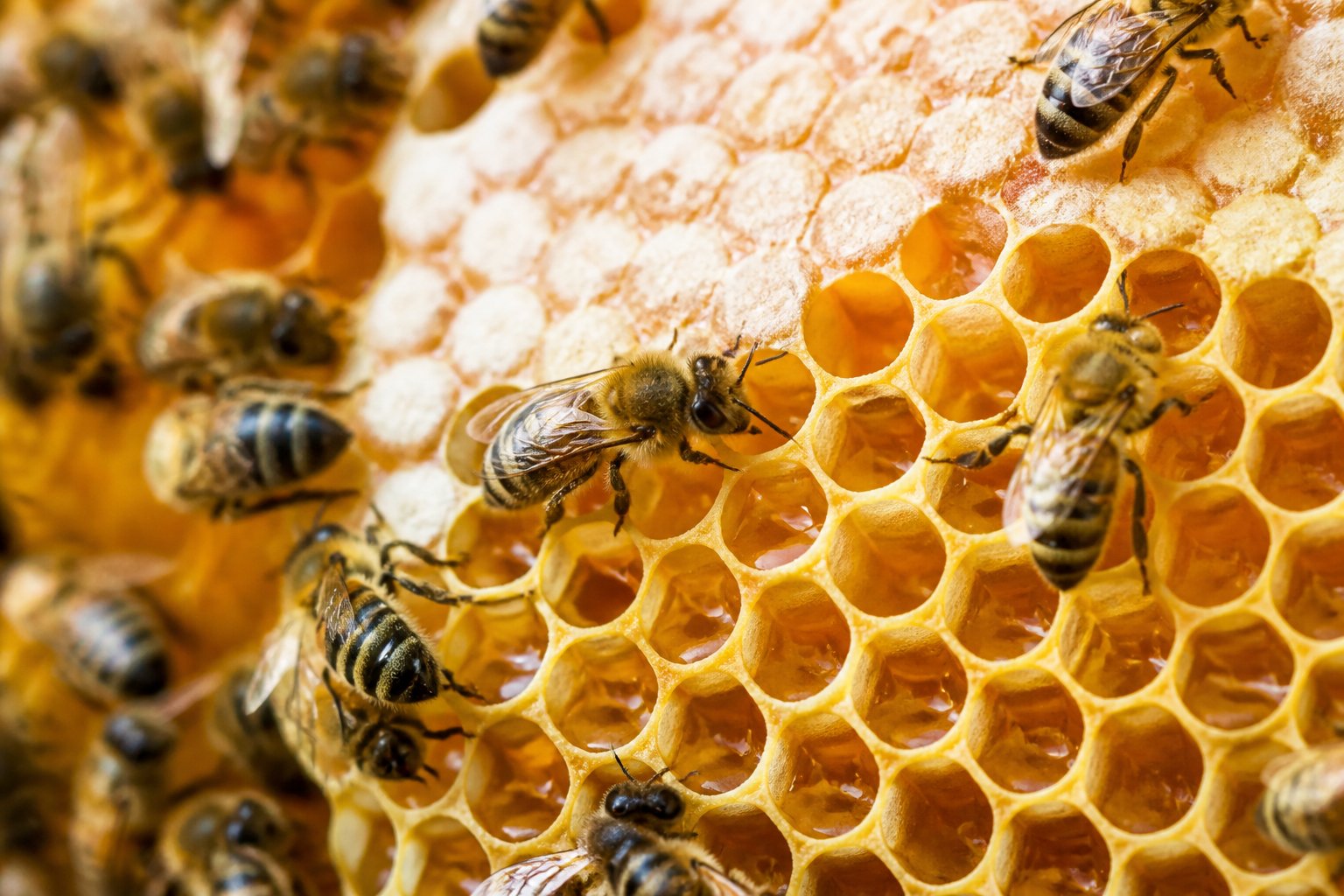 Close-up view of bees working inside a honeycomb filled with honey.