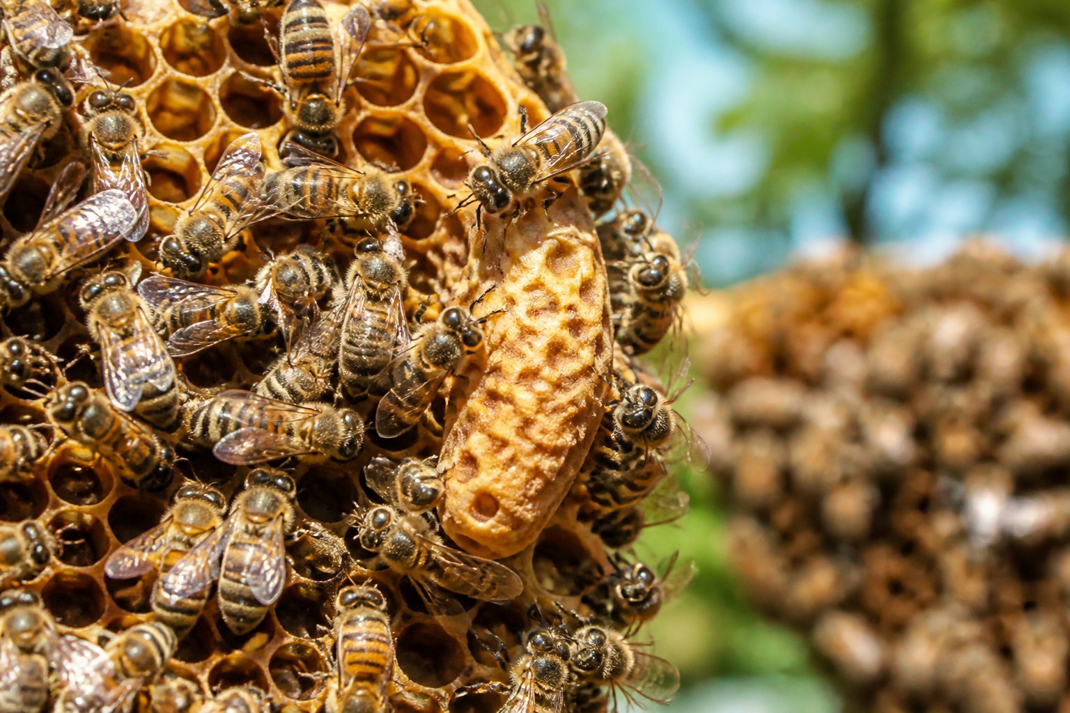 Close-up of bees tending to larvae in honeycomb cells inside a hive, showing the process of raising new queen bees.