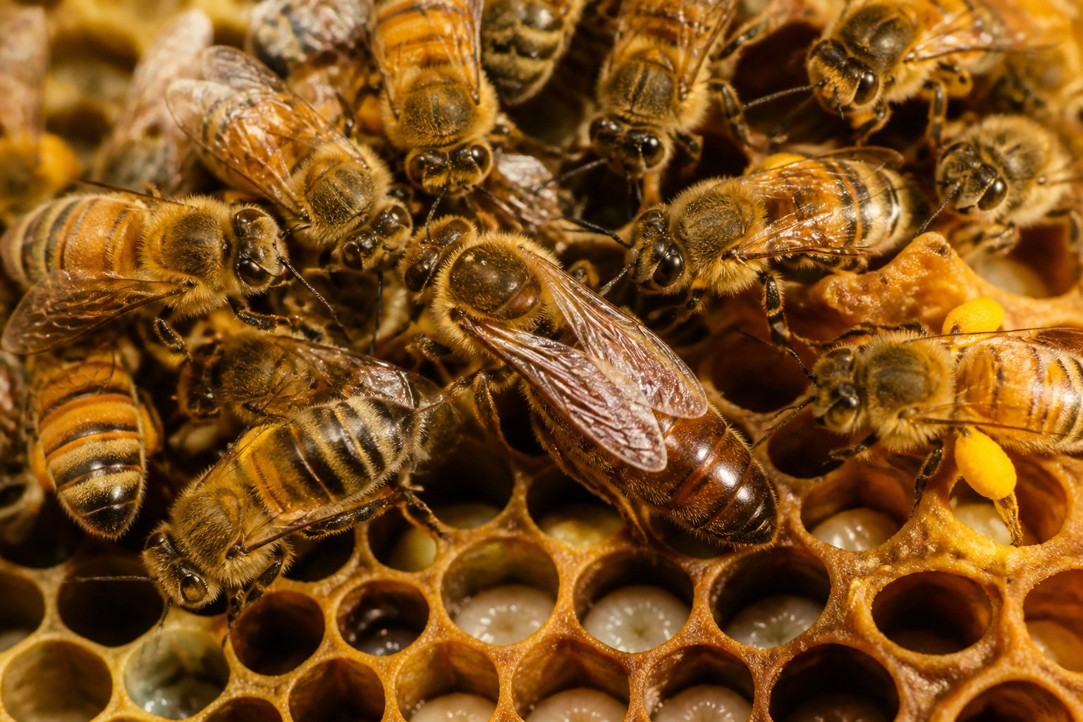Close-up of a queen bee surrounded by worker bees inside a honeycomb, showing the reproductive environment of bees.