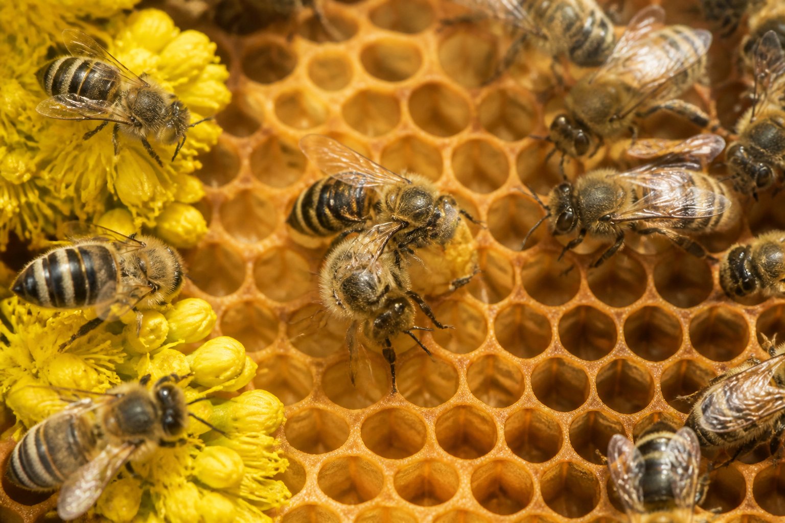 Close-up of honeybees on flowers and inside a hive showing a bee performing a waggle dance on honeycomb.