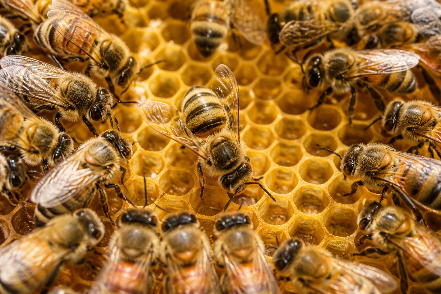 Close-up of a honeybee performing a waggle dance on a honeycomb inside a beehive surrounded by other bees.
