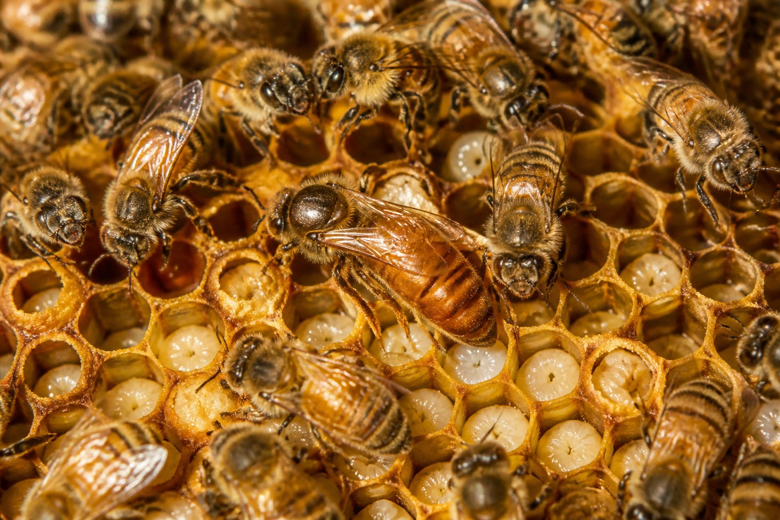 Close-up of a queen bee laying eggs inside a beehive surrounded by worker bees tending to the honeycomb.