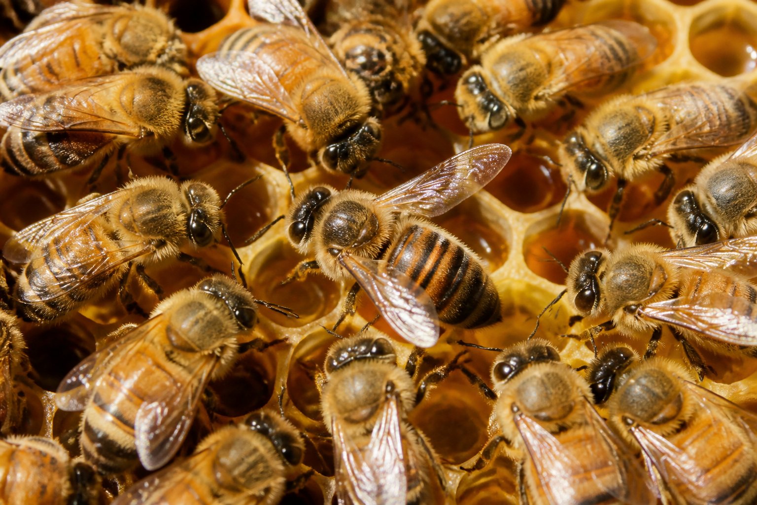 Close-up of a honeybee performing a waggle dance on honeycomb surrounded by other bees inside a beehive.