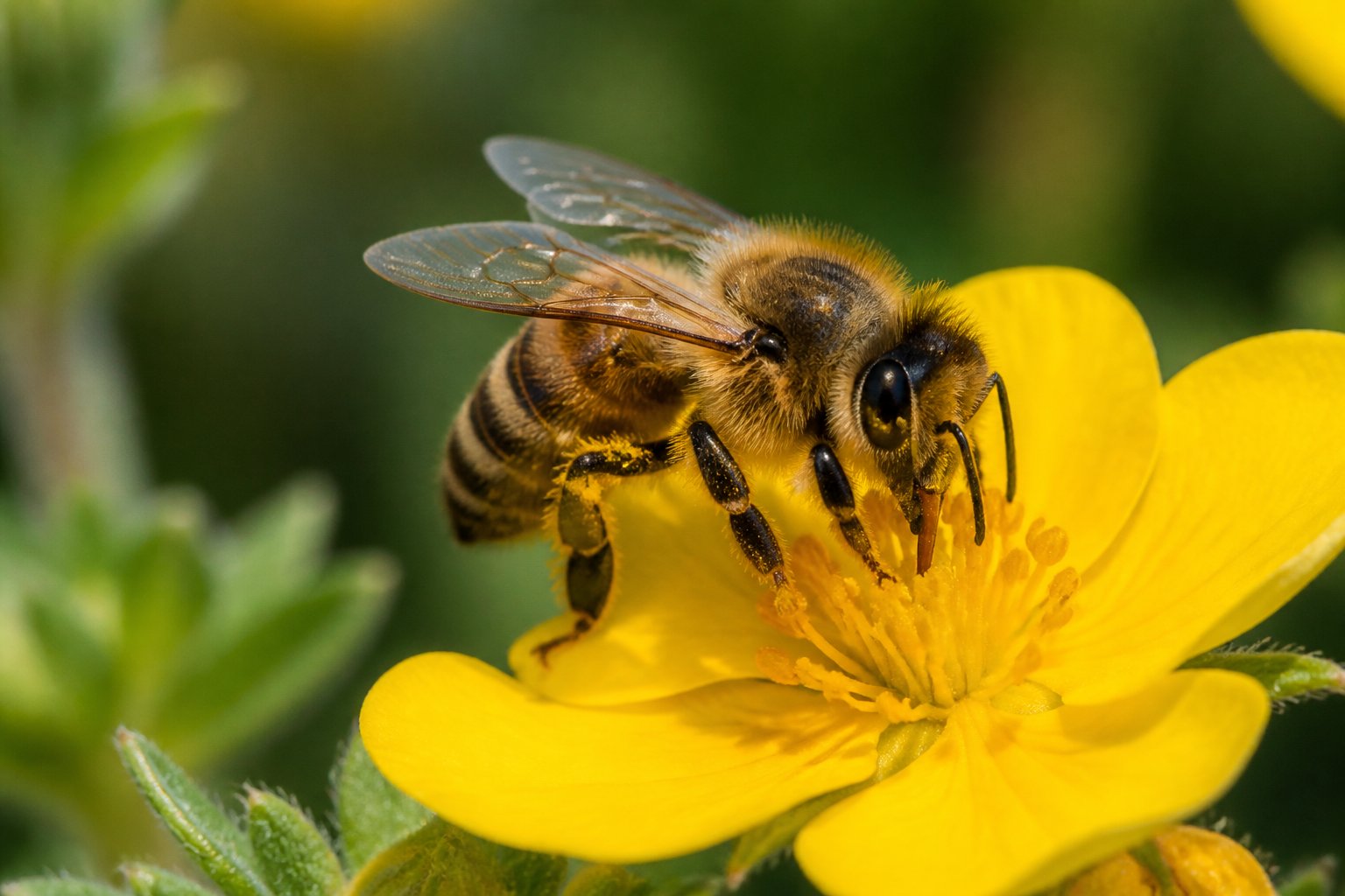 A close-up of a honeybee resting on a yellow flower petal with green foliage in the background.