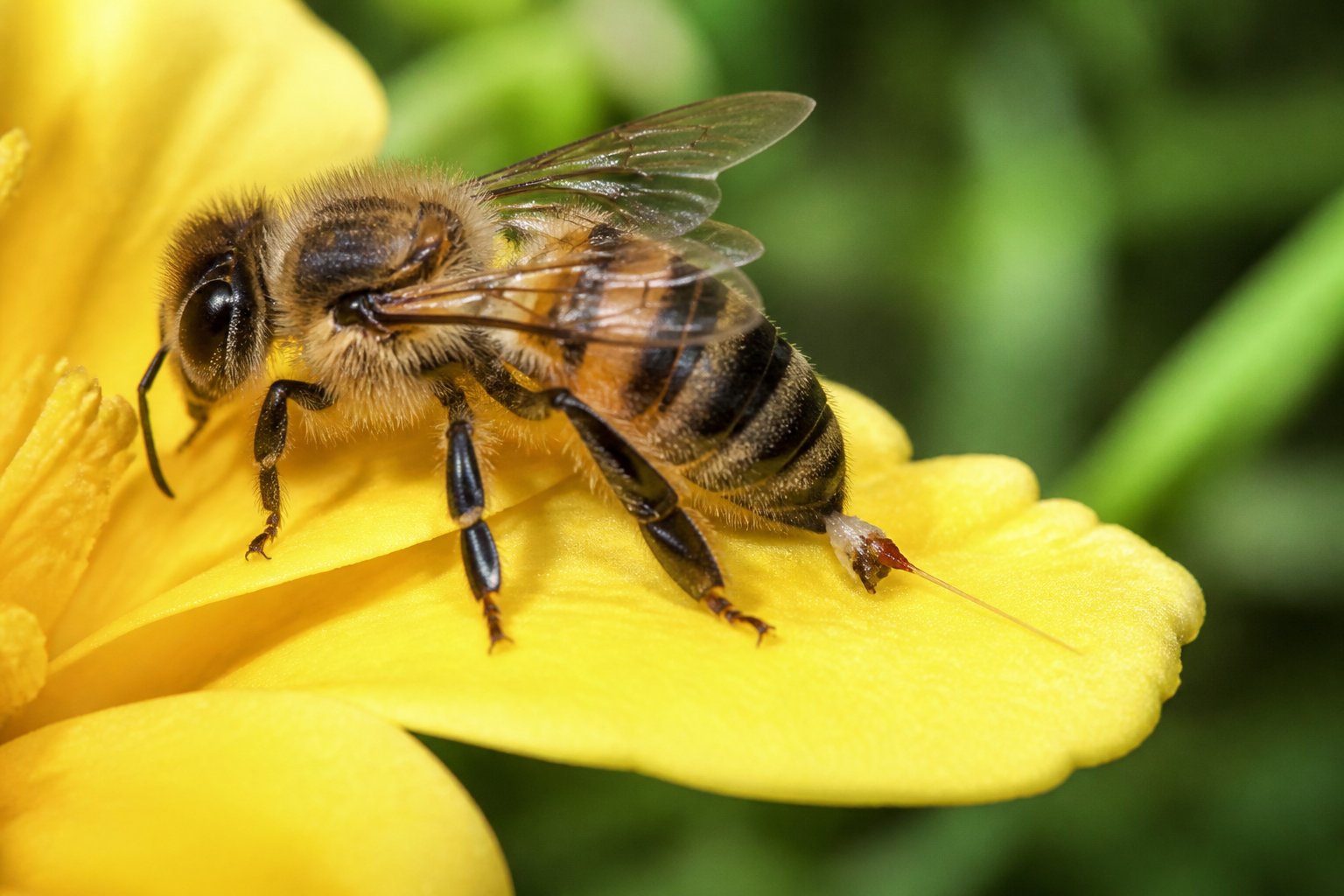 A close-up of a honeybee stuck on a yellow flower with its stinger embedded in the petal.