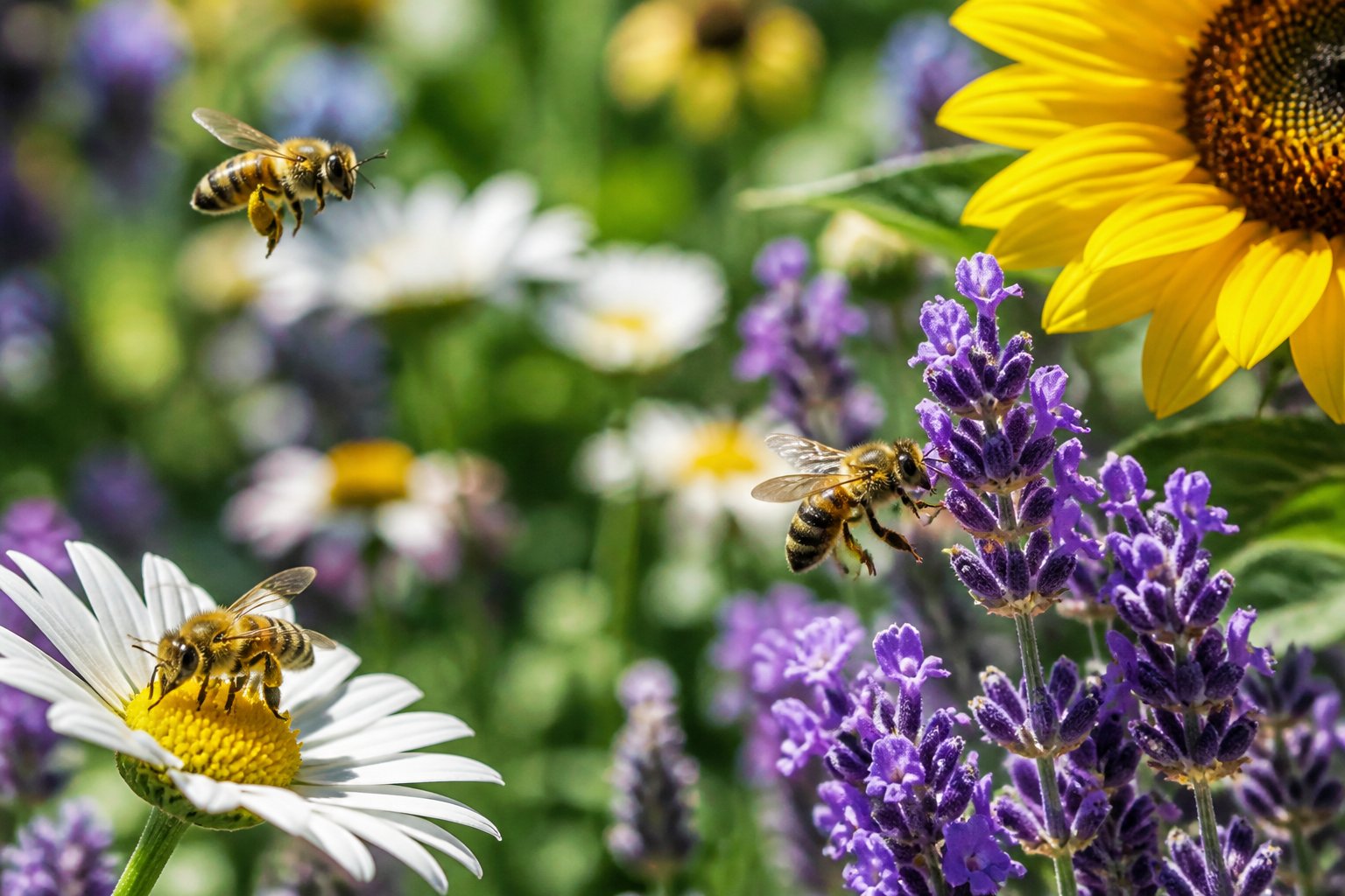 Bees actively collecting nectar from colorful flowers in a sunny garden during mid-morning.
