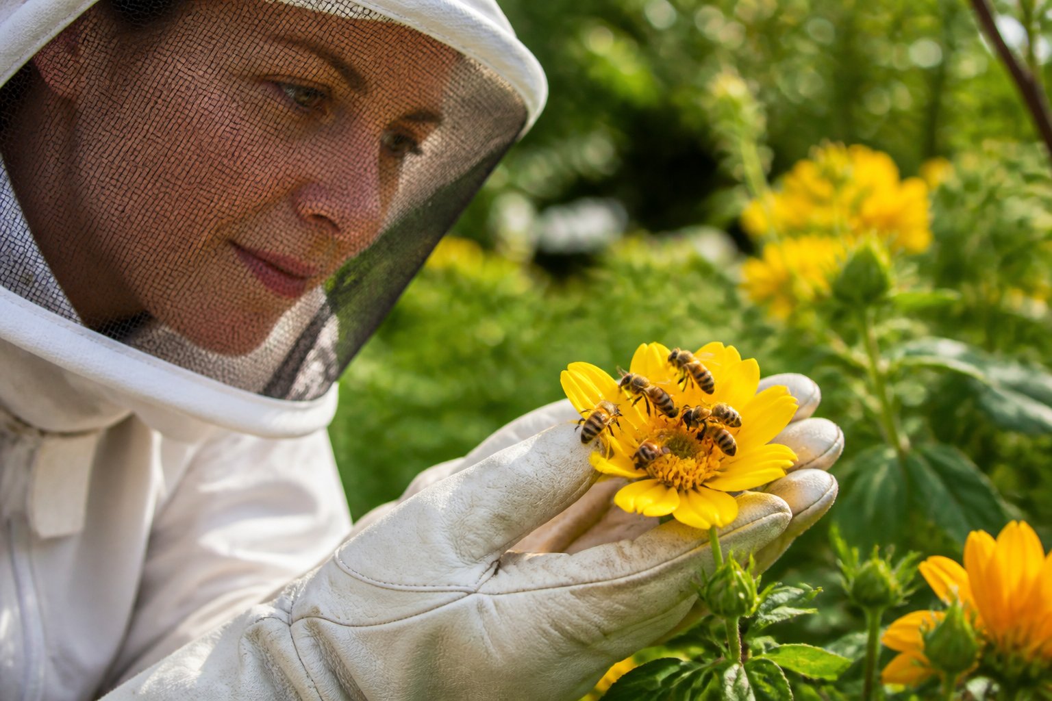 A person wearing protective clothing observing honeybees gathering nectar on a yellow flower outdoors.