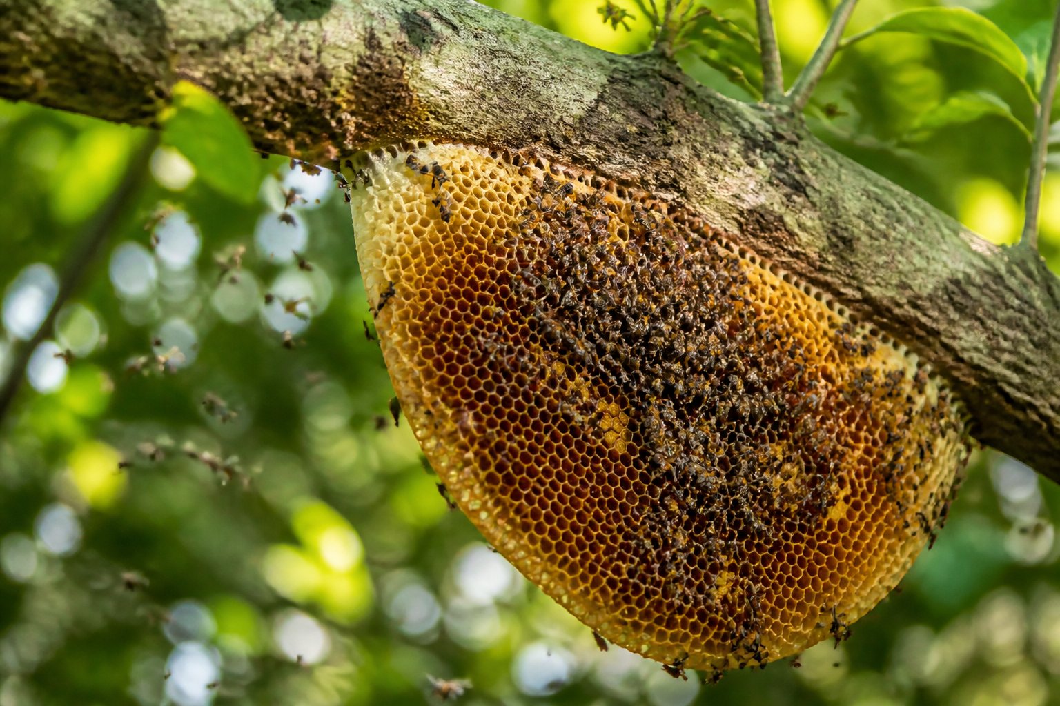 A natural beehive hanging from a tree branch with bees flying around it in a forest.