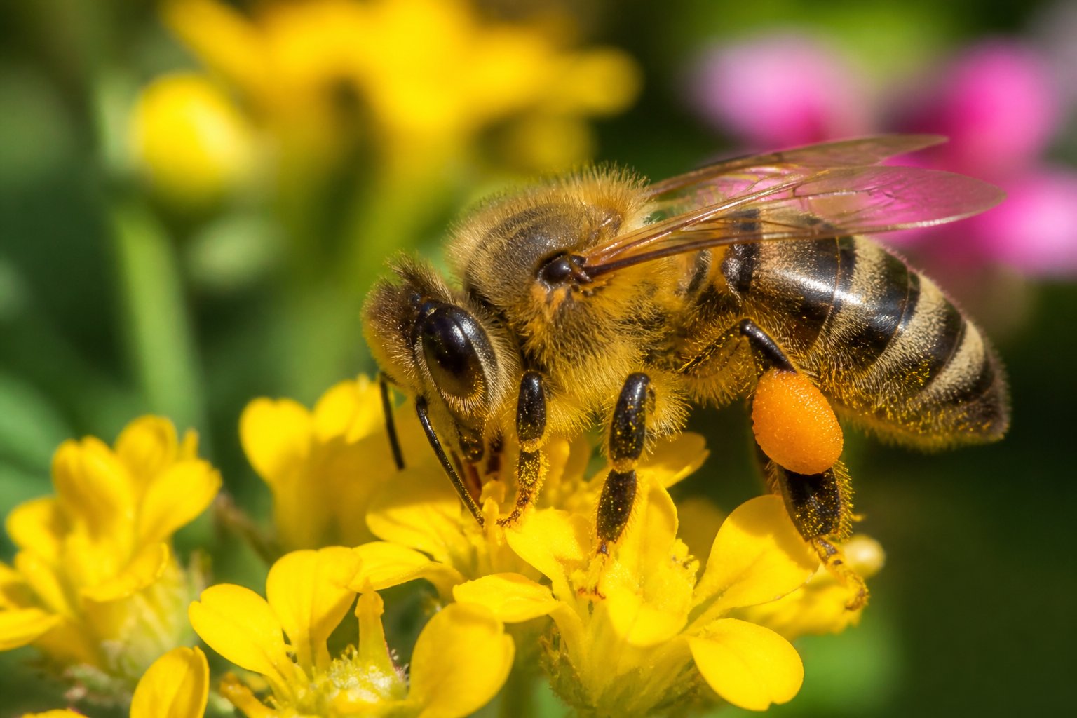 A close-up of a honeybee collecting pollen from bright yellow flowers in a garden.