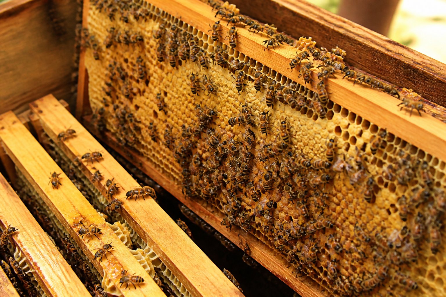 Close-up view inside a managed beehive showing bees working on honey-filled honeycomb frames.