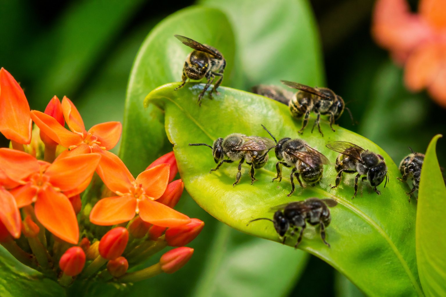 Close-up of stingless bees resting on green leaves and colorful flowers outdoors.