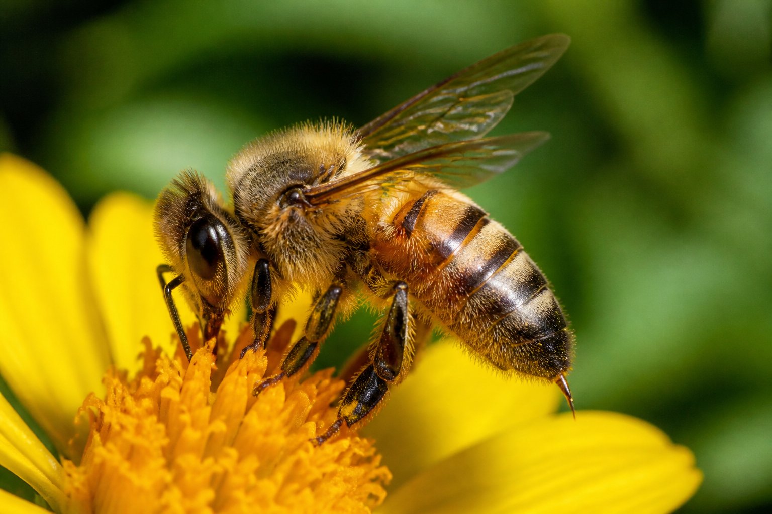A honeybee sitting on a yellow flower with green leaves blurred in the background.