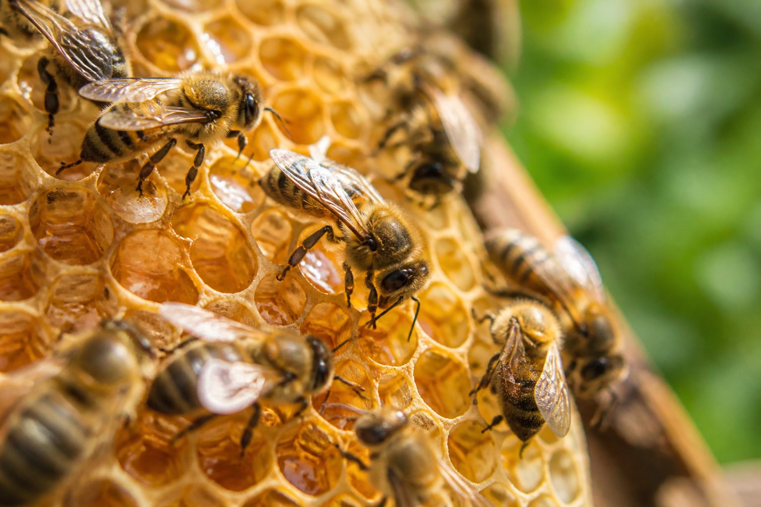 Close-up of honey bees working on a honeycomb filled with honey inside a beehive.