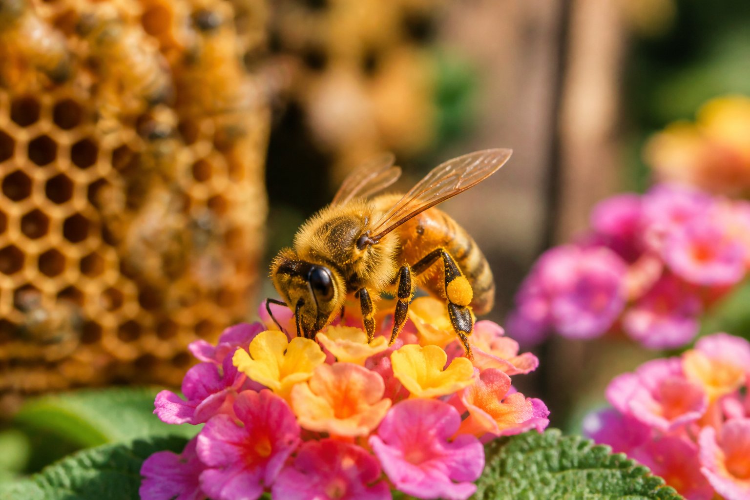 A honeybee collecting nectar from colorful flowers with a beehive visible in the background.