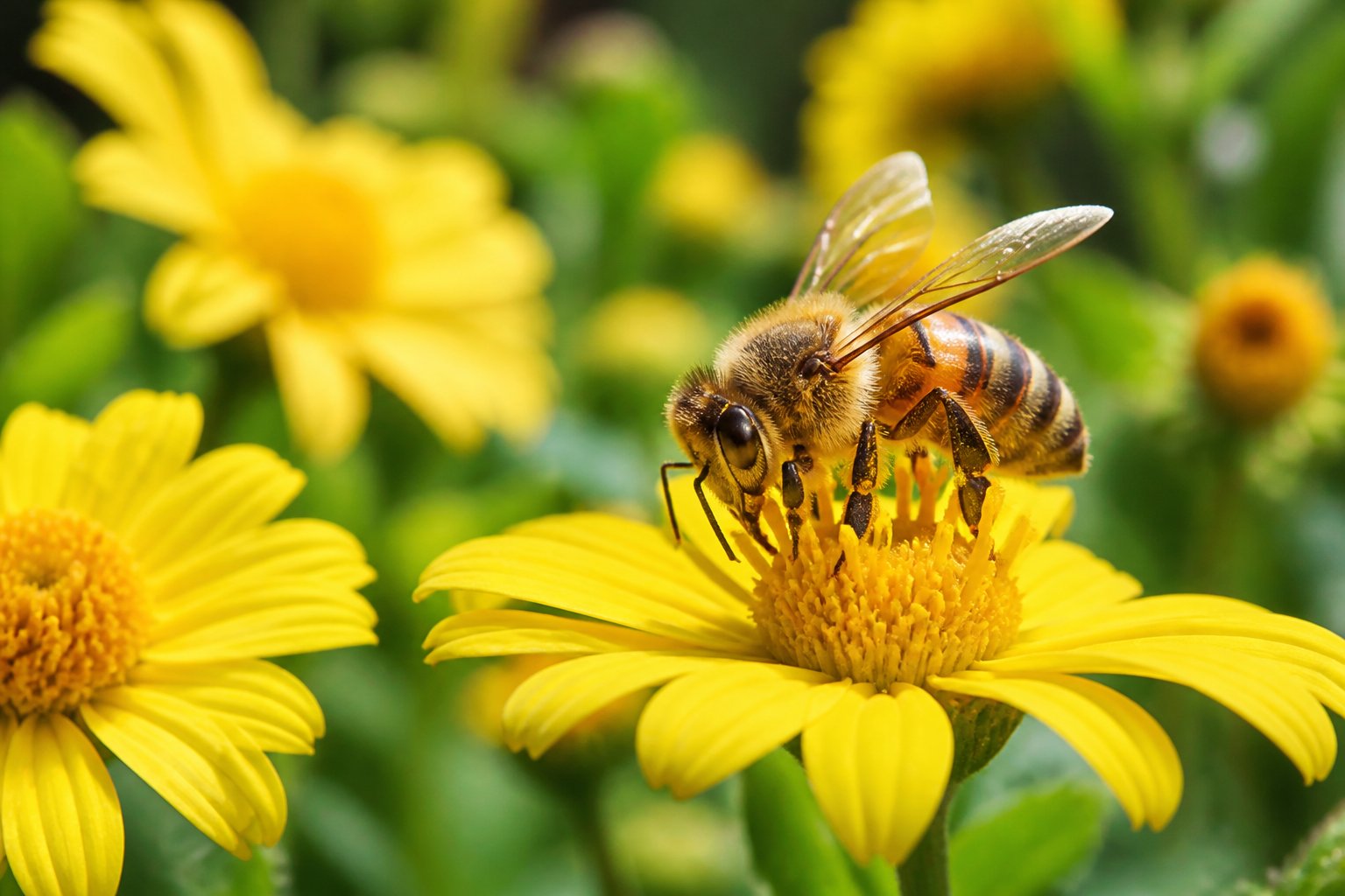 A honeybee resting on a yellow flower in a garden with green plants in the background.