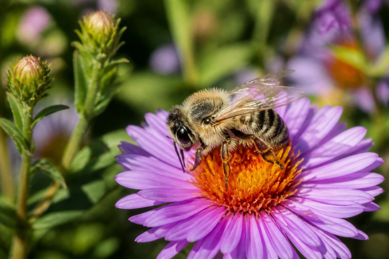A native North American bee sitting on a colorful wildflower in a green garden.