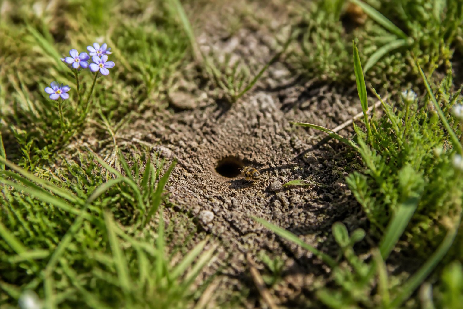 Close-up of a small hole in the ground surrounded by grass and soil, indicating an underground bee nest in a backyard.