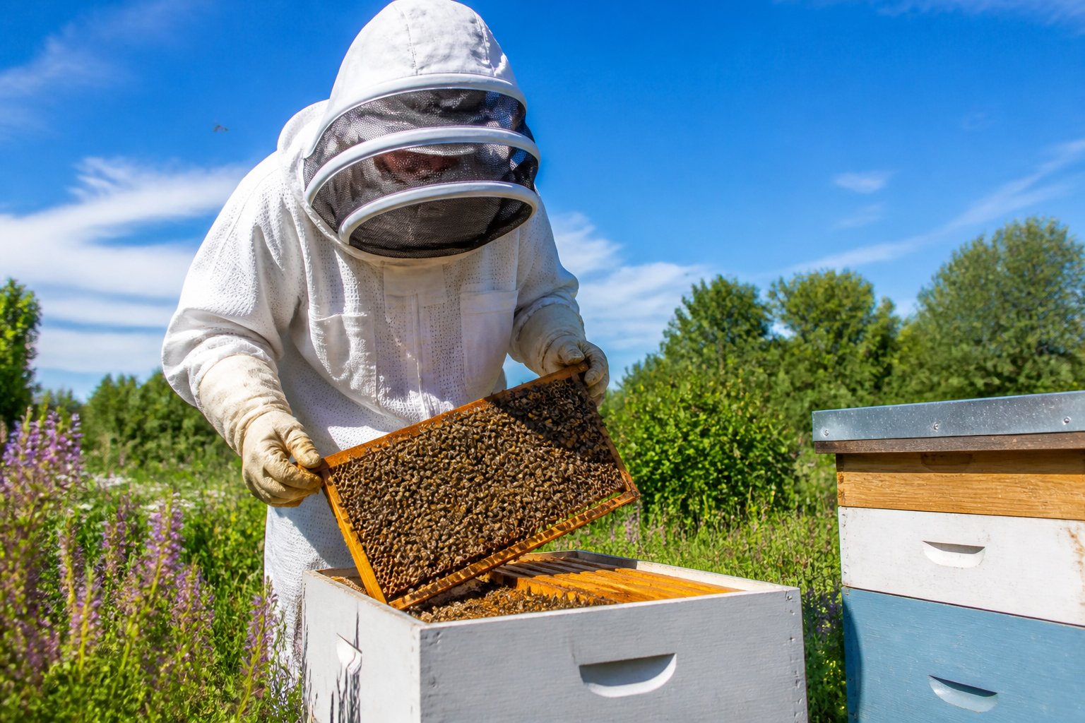 A beekeeper in protective clothing inspecting a beehive outdoors surrounded by flowers and greenery.