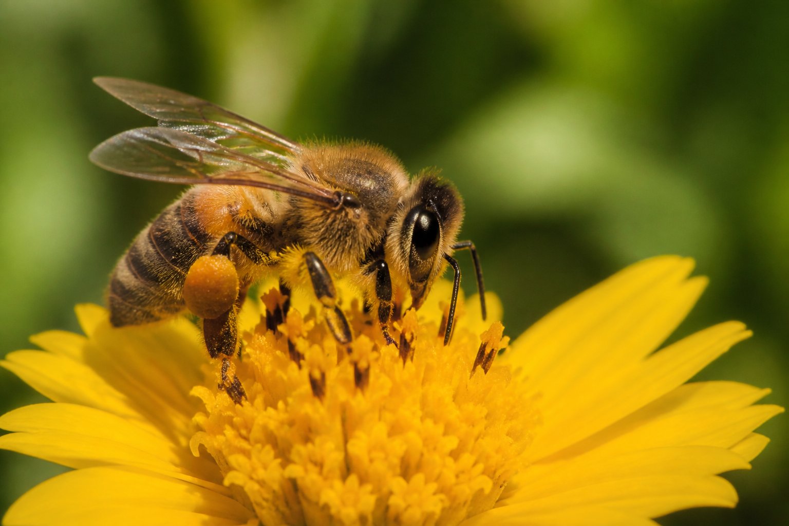 A female honeybee collecting pollen on a yellow flower with green foliage in the background.