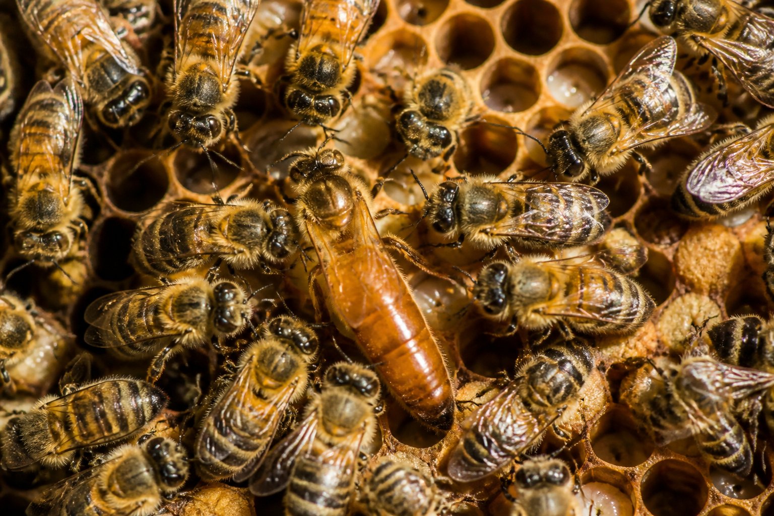Close-up view inside a beehive showing a queen bee surrounded by worker bees and drones on honeycomb cells.