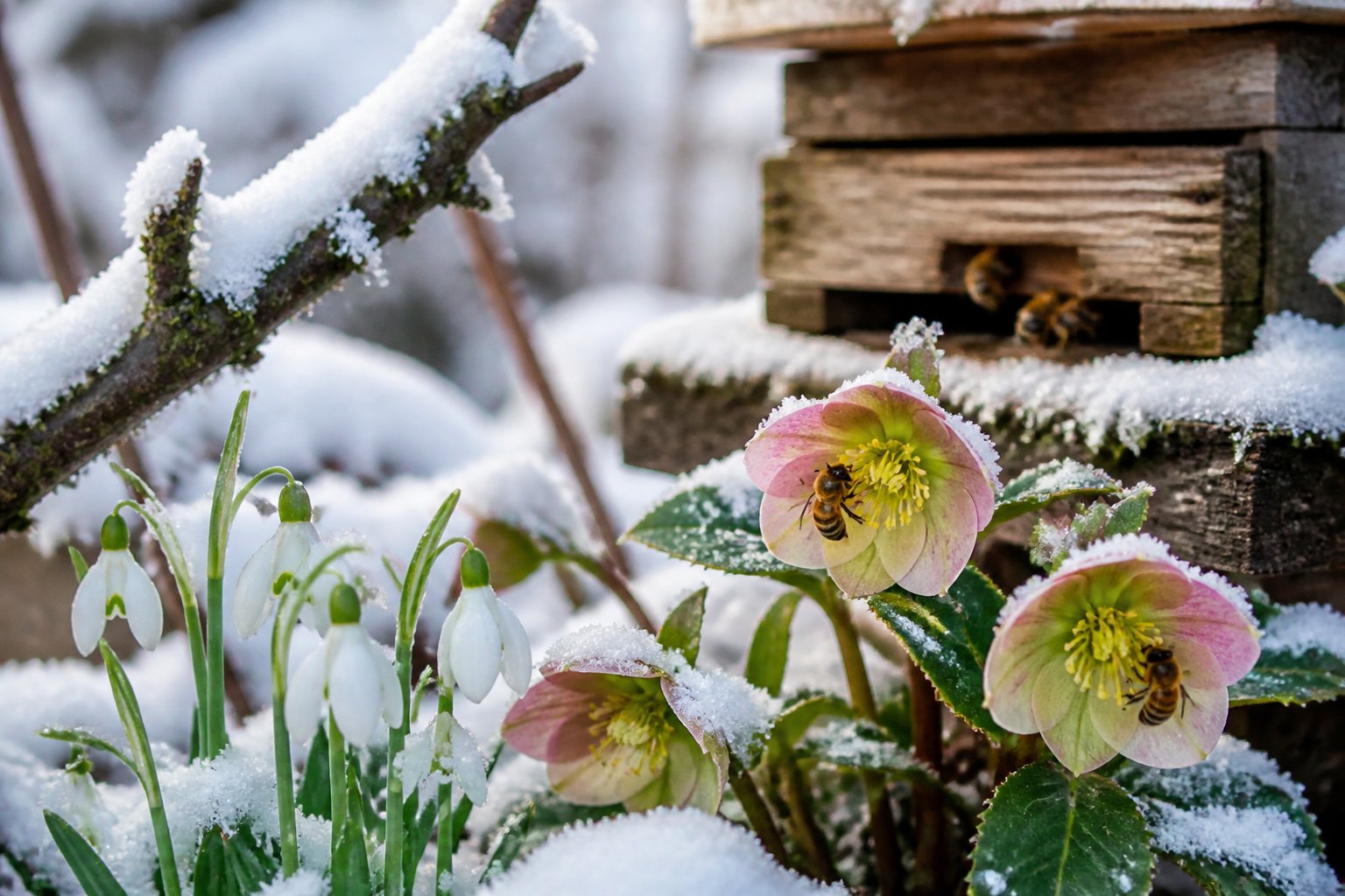 Close-up of a snow-covered garden branch with winter flowers and bees resting on the petals near a wooden beehive.