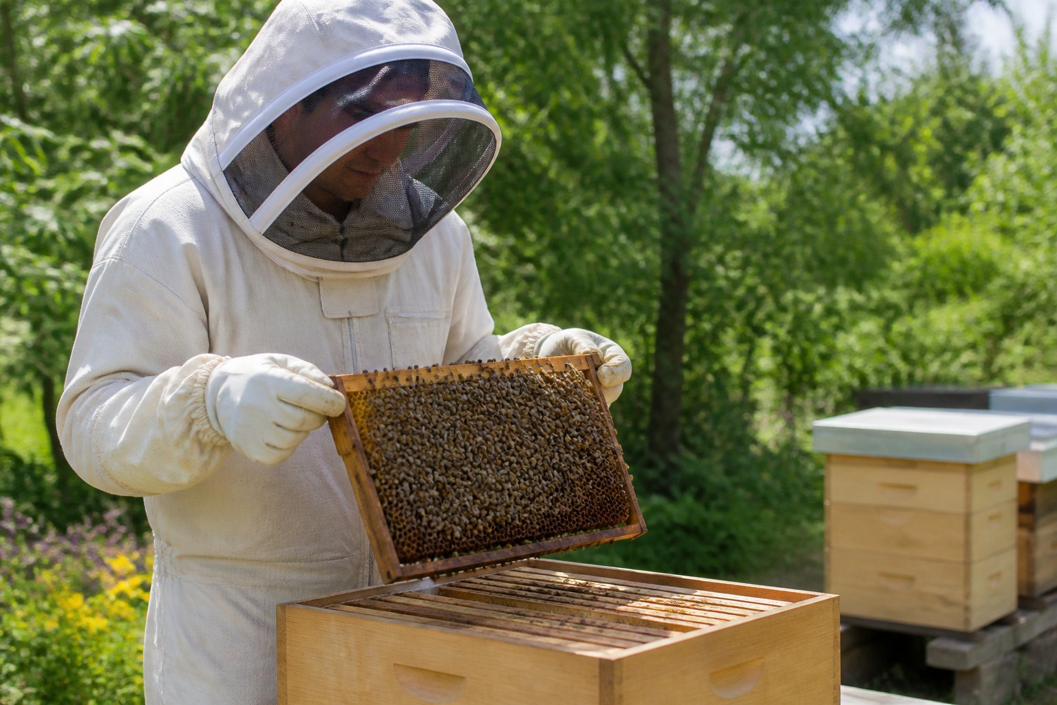 A beekeeper in protective clothing carefully handling a wooden frame from a beehive outdoors.