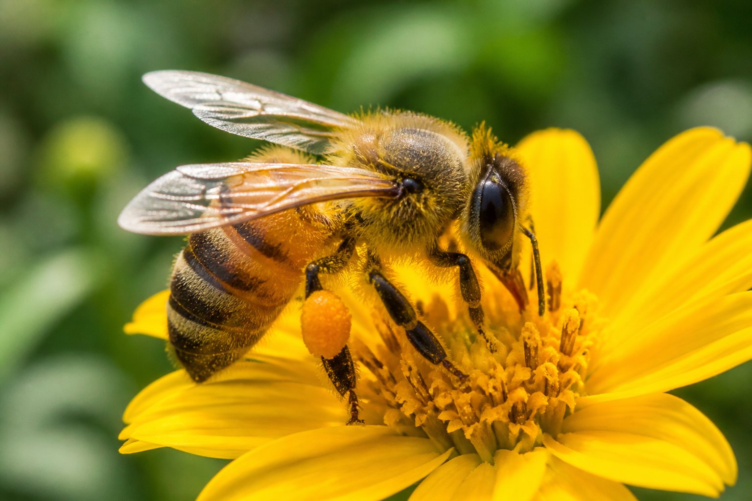 A honeybee collecting nectar from a yellow flower with green foliage in the background.