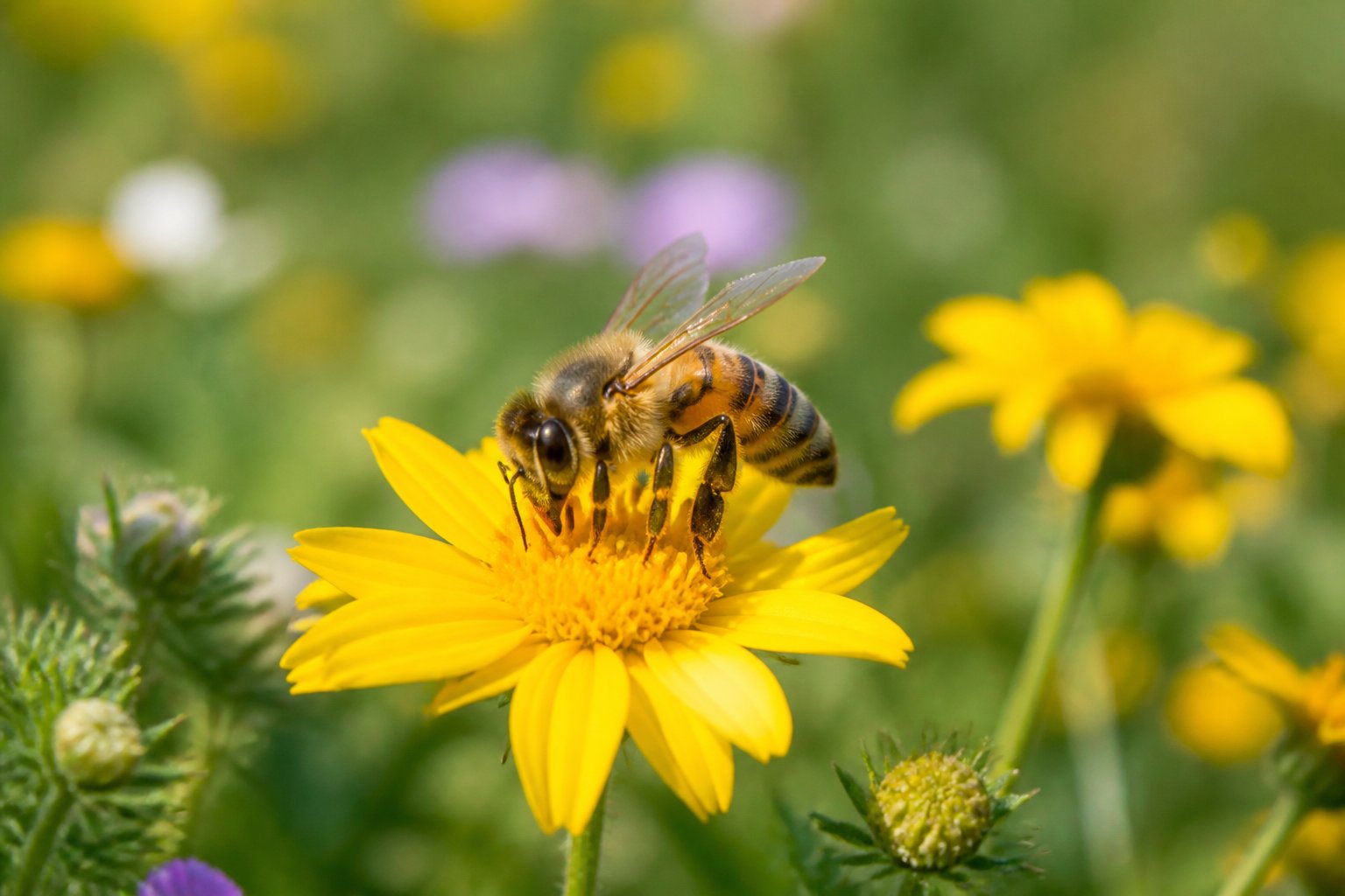 A honeybee on a yellow flower in a sunlit meadow with green leaves and wildflowers around.