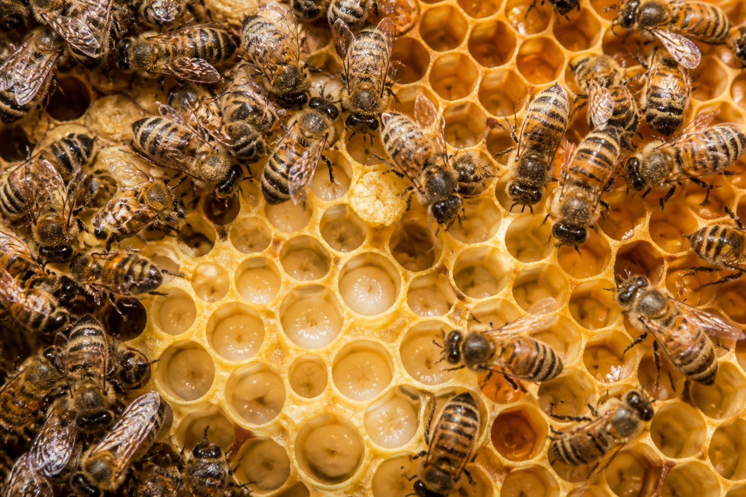 Close-up of bees working inside a honeycomb, showing the organized structure and activity within the hive.