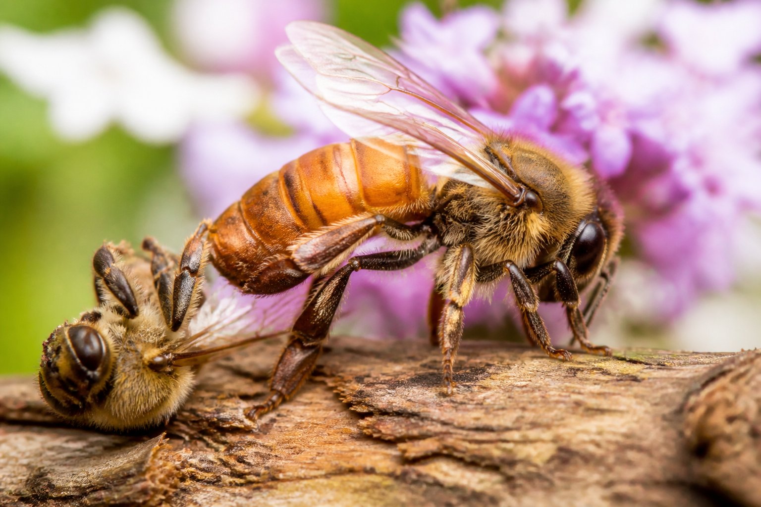 Close-up of a queen bee with a lifeless male bee nearby on a flower, showing the moment after mating.