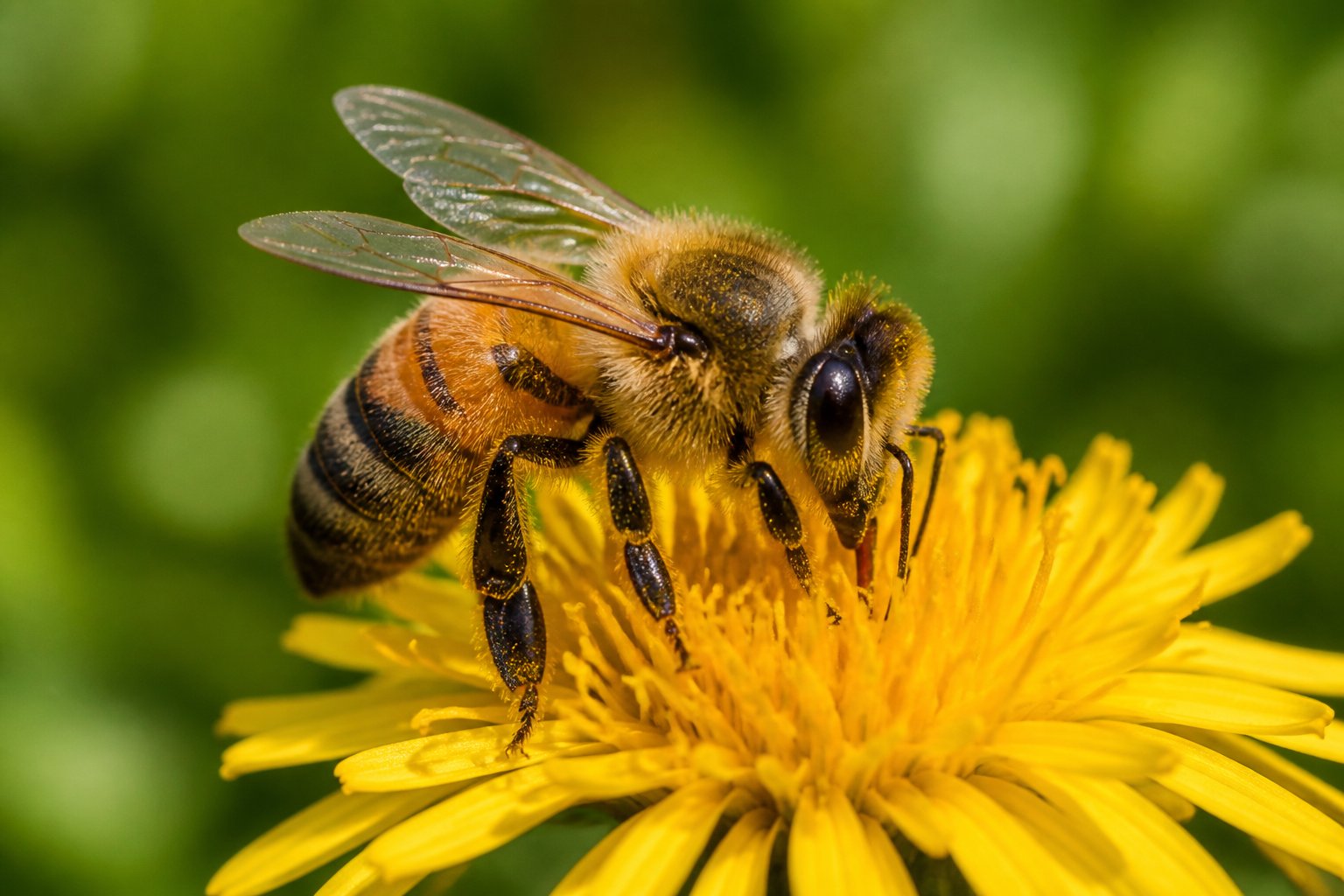 A honey bee collecting nectar from a yellow flower with green foliage in the background.
