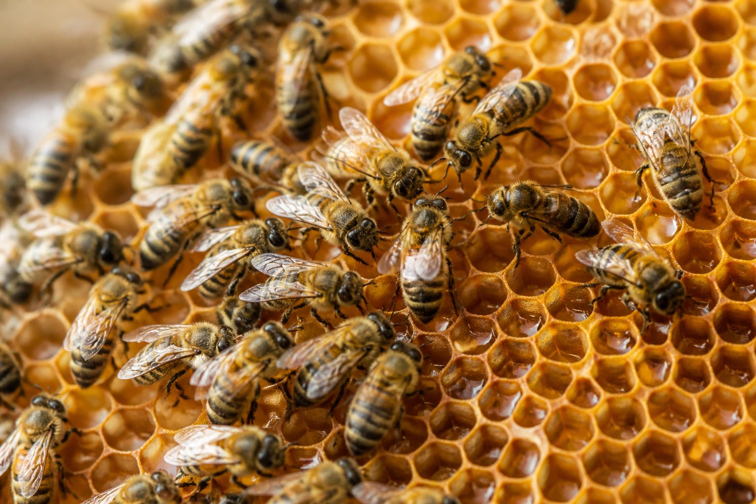 Close-up of honeybees working on a honeycomb filled with honey inside a beehive.