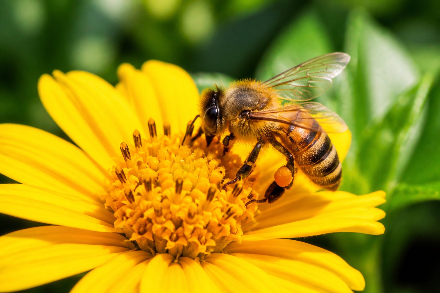 A honeybee collecting nectar from a yellow flower in daylight.